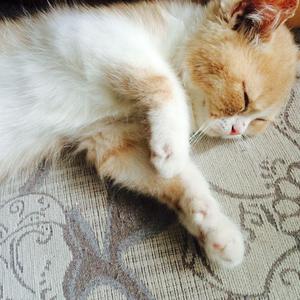 女人扒开腿让男人操
