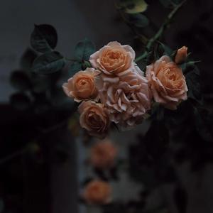 精品久久亚洲高清不卡
